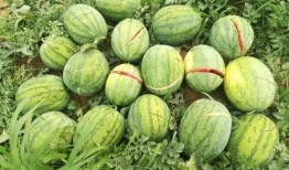 韩城吃瓜55万粉丝