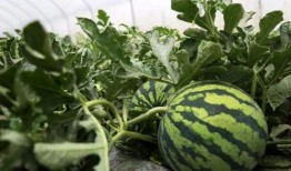 临海唐头路吃瓜,临海美食之旅