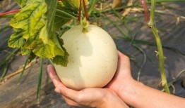 吃瓜娄子上火吗,揭秘上火与饮食的关系