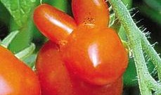 瓜枣怎么吃,教你轻松解锁健康美味吃法