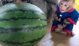 姥姥做的吃瓜,夏日消暑佳品——吃瓜记