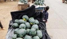 资阳乐至吃瓜事件,一场网络舆论的风暴与反思