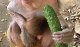 猴子怎么吃瓜