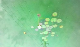 吃瓜群众淮阳,吃瓜群众眼中的风云变幻