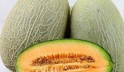 秋天吃哈密瓜好不,哈密瓜的黄金季节