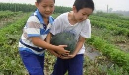 秘密基地吃瓜,吃瓜群众探秘神秘事件