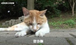 变异老鼠吃瓜,瓜田里的神秘探险