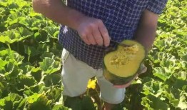 怎样吃新西兰瓜,如何品尝新西兰瓜的鲜美滋味