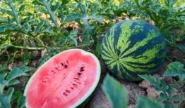 吃瓜介休,探寻这座古城的美食与故事