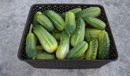 刘大瓜吃黄瓜,一场味蕾的狂欢之旅