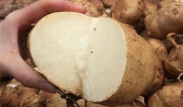 小孩可以吃土瓜,孩子健康成长的天然美味