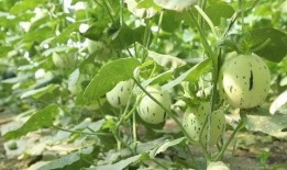 瓜州哪里吃西瓜,探寻瓜州最佳西瓜品尝地