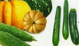 吃瓜有瓜,一场关于瓜果的趣味探索之旅