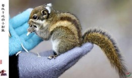松鼠吃小瓜茎,生态平衡中的智慧一幕