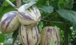 紫色瓜茄怎么吃,紫色瓜茄的多彩食法探索