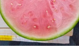 外国吃瓜网站有哪些