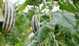 国庆吃的瓜,品味丰收喜悦