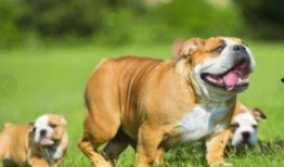 斗牛犬可以吃蜜瓜吗,蜜瓜是否适合它们食用？