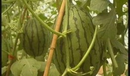 浙江旅游吃瓜,一瓜一世界，味蕾之旅