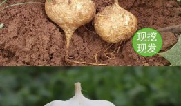 小孩可以吃土瓜,孩子健康成长的天然美味