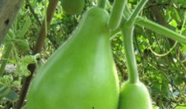 瓠瓜梢可以吃吗,可食用植物的新发现