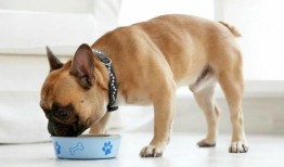 狗子可以吃蒲瓜吗怎么吃,狗子如何享用美味蒲瓜