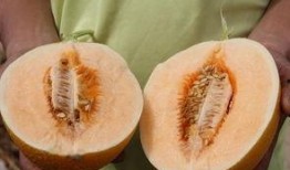 吃瓜只吃最甜的瓜瓤,探寻最甜瓜瓤的秘密