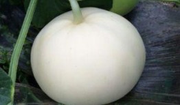 例假期可以吃梨瓜,梨瓜助力女性健康调养”