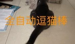 小猫咪吃瓜图,小猫咪吃瓜瞬间萌态百出