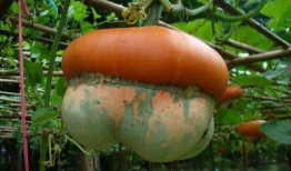 笋瓜吃瓜,一场别开生面的夏日盛宴