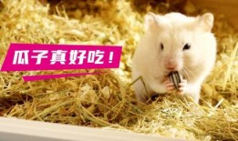 仓鼠吃瓜图,仓鼠的甜蜜美食时光