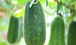 越吃越多的瓜是什么瓜,揭秘越吃越多的神奇瓜种