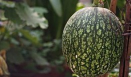 吃瓜和看瓜有什么不同,揭秘两者之间的微妙差异