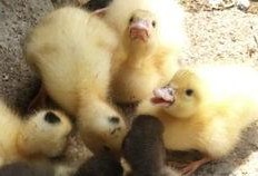 小娱吃瓜鸭,揭秘娱乐圈那些不为人知的幕后故事