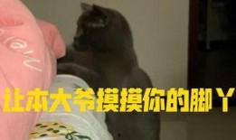 小猫咪吃瓜图,小猫咪吃瓜瞬间萌态百出