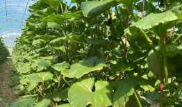 免费吃瓜链接2022,盘点那些让人捧腹大笑的瓜料