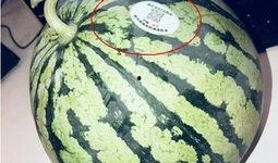 吃瓜站点网红,揭秘幕后故事与热门话题