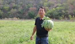 玉溪师院吃瓜,揭秘校园美食背后的故事