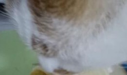 吃瓜吃出猫咪纹,意外吃出猫咪纹，揭秘猫咪纹背后的神秘传说