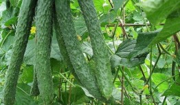 每天吃瓜的好处,揭秘吃瓜的五大神奇好处