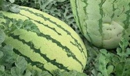 山东唐瓜怎么吃,解锁夏日清新口感