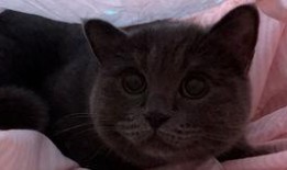 小猫咪吃瓜图,小猫咪吃瓜瞬间萌态百出