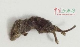 老鼠吃瓜牙印图,揭秘老鼠的“美食”牙印