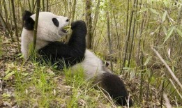 探长吃瓜熊猫斯基,熊猫斯基成谜案关键