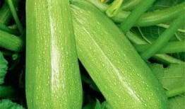 神木垒吃瓜,揭秘吃瓜群众的狂欢盛宴