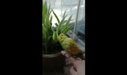 黄小鸡吃瓜,黄小鸡的瓜田奇遇记