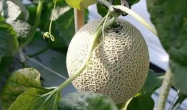 最新土豪吃瓜事件,一场奢华的社交盛宴背后的真相