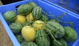 校园吃瓜的群,揭秘校园生活那些事儿