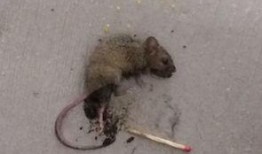 老鼠吃瓜牙印图,揭秘老鼠的“美食”牙印