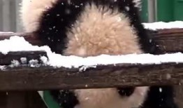 吃瓜小熊学院,揭秘娱乐圈那些事儿